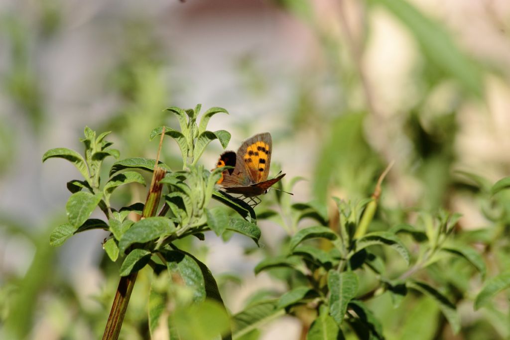 Lycaena phlaeas?